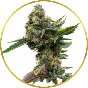 Pure Indica Feminized Seeds for sale from Homegrown
