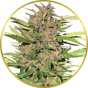 Pure Indica Feminized Seeds for sale from ILGM