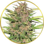 Pure Indica Feminized Seeds for sale USA