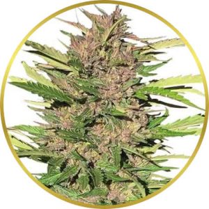 Pure Indica marijuana strain