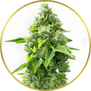 Rainbow Glue Feminized Seeds for sale from Homegrown
