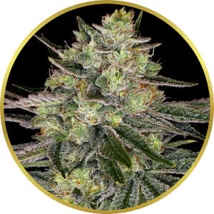 Rainbow Glue Feminized Seeds for sale from Seedsman by Barney's Farm