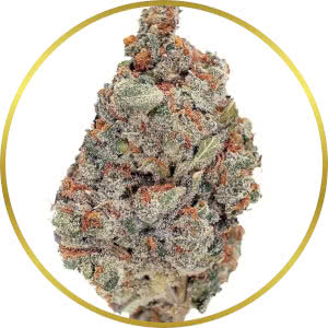 Rainbow Glue Feminized Seeds for sale from SeedSupreme