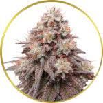 Rainbow Glue Feminized Seeds for sale USA