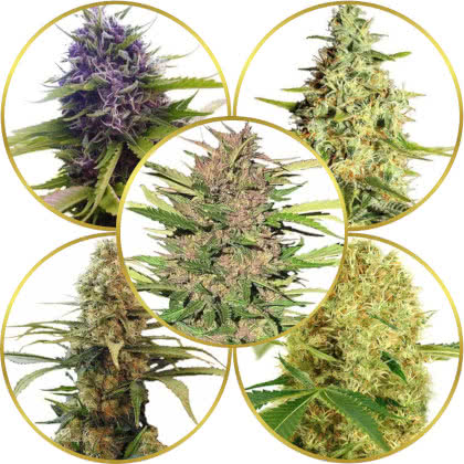 Top 10 Best Cannabis Strains for Sleep