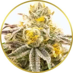 Strawberry Cheese Autoflower Seeds for sale from Blimburn