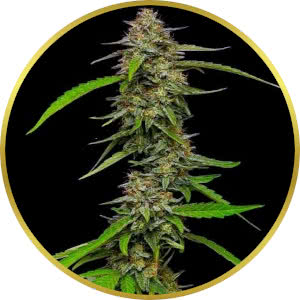 Strawberry Cheese Autoflower Seeds for sale from Seedsman