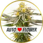 Strawberry Cheese Autoflower Seeds for sale USA