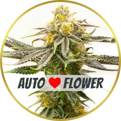 Strawberry Cheese Autoflower marijuana strain