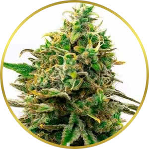 Strawberry Kush CBD Feminized Seeds for sale from Blimburn