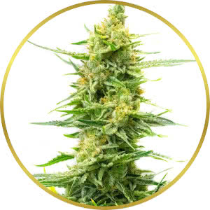 Strawberry Kush CBD Feminized Seeds for sale from Homegrown