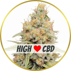 Strawberry Kush CBD Feminized Seeds for sale from ILGM