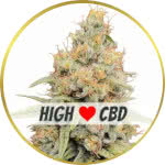 Strawberry Kush CBD Feminized Seeds for sale USA