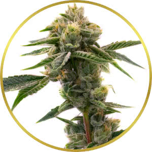 Sweet Tooth Autoflower Seeds for sale from Homegrown