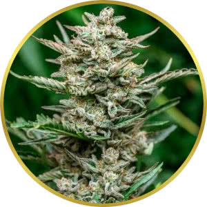 Sweet Tooth Autoflower Seeds for sale from Seedsman by Atlas