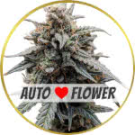 Sweet Tooth Autoflower Seeds for sale USA