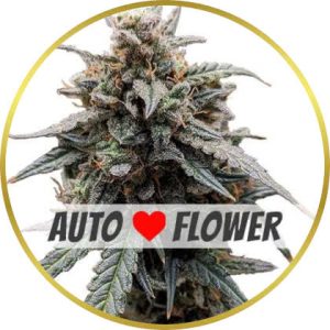 Sweet Tooth Autoflower marijuana strain