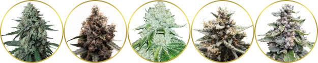 top-rated list of the best top-shelf weed strains to grow