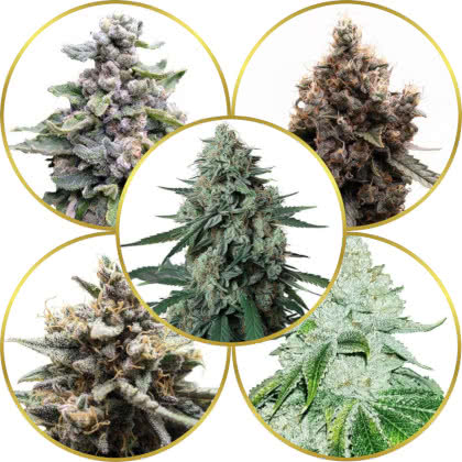 Top 10 Best Top-Shelf Weed Strains to Grow