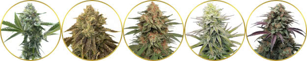 top-ranked list of the best west coast cannabis strains to grow