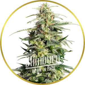 White Widow CBD Autoflower Seeds for sale from Blimburn