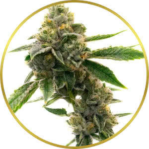 White Widow CBD Autoflower Seeds for sale from Homegrown