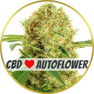 White Widow CBD Autoflower Seeds for sale from ILGM