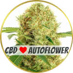 White Widow CBD Autoflower Seeds for sale USA