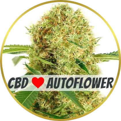 White Widow CBD Autoflower marijuana strain
