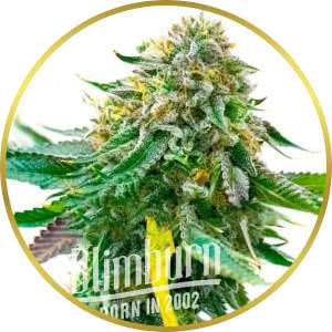 White Widow CBD Feminized Seeds for sale from Blimburn