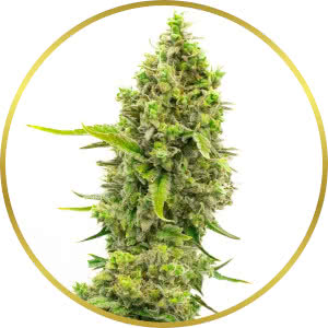 White Widow CBD Feminized Seeds for sale from Homegrown