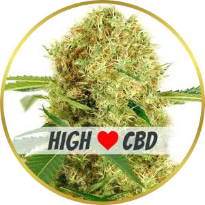 White Widow CBD Feminized Seeds for sale from ILGM