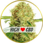 White Widow CBD Feminized Seeds for sale USA